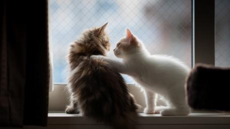 Adorable Cats Enjoying Window Light wallpaper