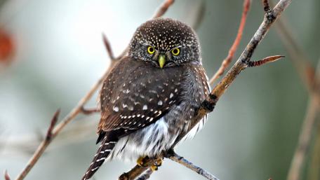 Majestic Owl Perched Amidst Nature's Beauty wallpaper