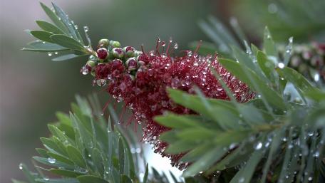 Radiant Blossoms with Dewy Elegance wallpaper