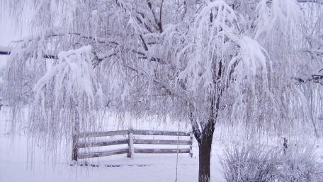 Winter Wonderland with Snow-Covered Trees and Fences wallpaper