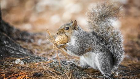 Adorable Squirrel with a Nut in Its Grasp wallpaper