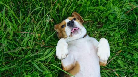 Playful Beagle Enjoying the Sunshine wallpaper