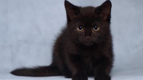 Dark Elegance of a Black Kitten wallpaper