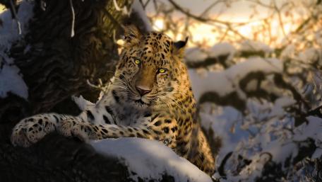 Majestic Leopard in Winter Wonderland wallpaper
