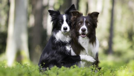 Loving Border Collies in Nature wallpaper