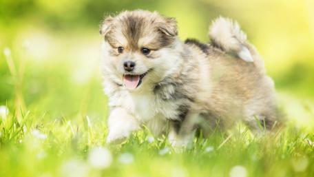 Adorable Finnish Lapphund Puppy in Greenery wallpaper