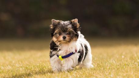 Charming Biewer Terrier in Green Meadow wallpaper