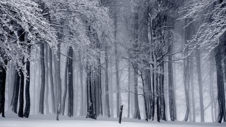 Winter in the forest wallpaper