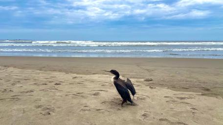 Beach Bird at Puerto Eten in Peru wallpaper