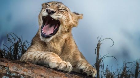 Joyful Lion Cub Yawning Adorably wallpaper