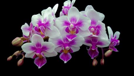 Elegant Orchid Blossoms on a Dark Canvas wallpaper