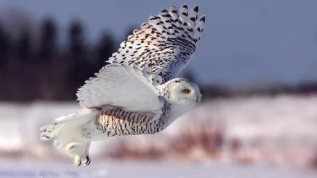 Majestic Snowy Owl in Flight wallpaper