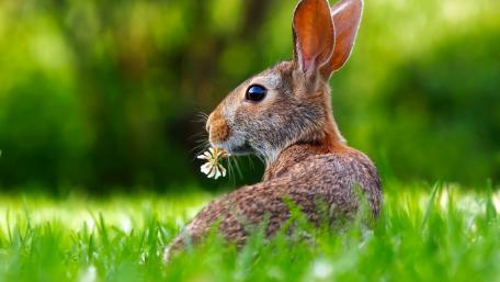 Gentle Rabbit Among Green Grass wallpaper