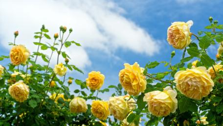 Yellow Roses Under a Blue Sky wallpaper