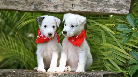 Adorable Puppies in Red Scarves Sitting Together wallpaper