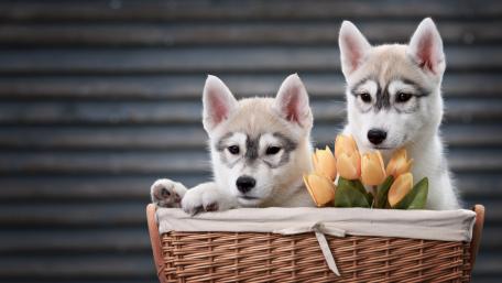 Husky Puppies in a Basket Blissfully Adorable wallpaper