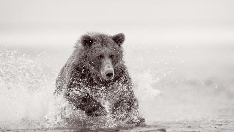 Majestic Grizzly in Motion wallpaper