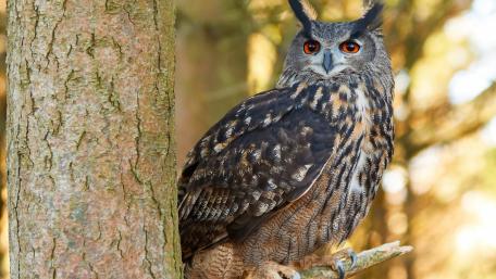 Majestic Eurasian Eagle-Owl Perched Gracefully wallpaper