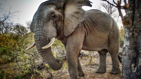 Majestic Elephant in Its Natural Habitat wallpaper