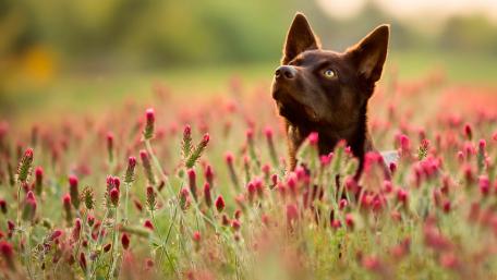 Black Dog in a Flower Field Magic wallpaper