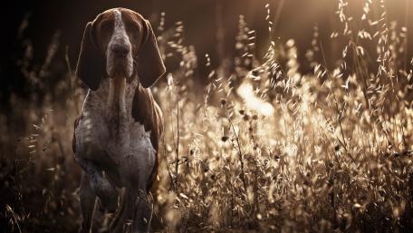 German Shorthaired Pointer wallpaper