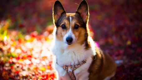 Charming Pembroke Welsh Corgi in Autumn Leaves wallpaper