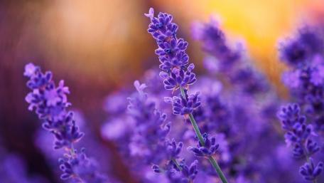 Lavender Dreams in Purple Hues wallpaper