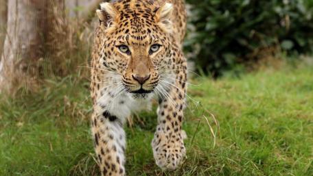 Majestic Leopard in the Wild wallpaper