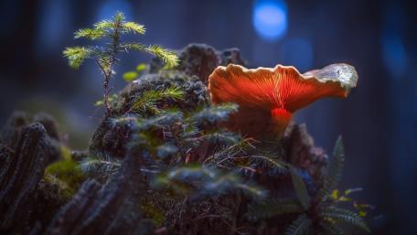 Mystical Mushroom in Enchanted Woods wallpaper