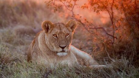 Majestic Lioness at Sunset wallpaper