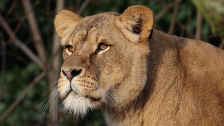 Majestic Lioness in Nature's Embrace wallpaper