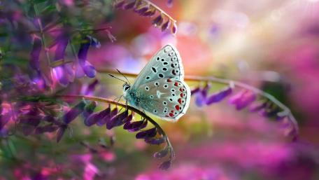 Delicate Butterfly Among Colorful Flowers wallpaper