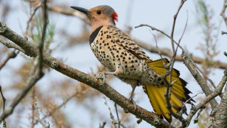 Woodpecker Among the Branches wallpaper