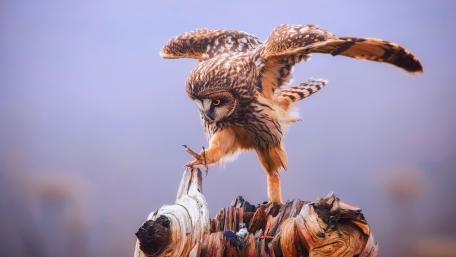 Majestic Owl in Action wallpaper