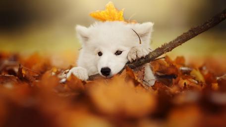 Playful Samoyed Surrounded by Autumn Leaves wallpaper