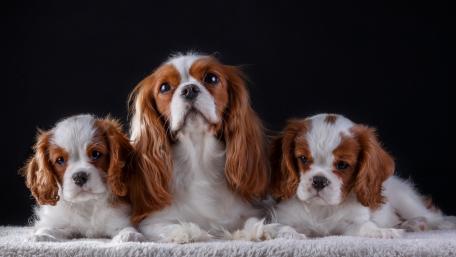 Charming Cavalier King Charles Spaniels Together wallpaper