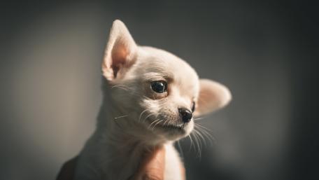 Chihuahua puppy wallpaper