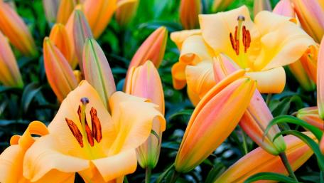 Vibrant Orange Lilies Blooming in Full Glory wallpaper