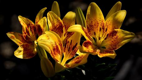 Bright and Cheerful Yellow Lilies in Bloom wallpaper