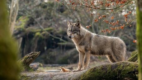 Majestic Wolf in Autumn Landscape wallpaper