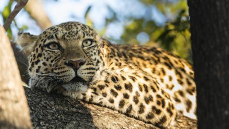 Majestic African Leopard Resting on a Tree Branch wallpaper