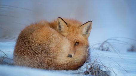 Cozy Fox in Winter's Embrace wallpaper