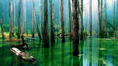Amazon Rainforest wallpaper
