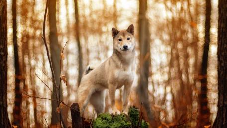 Majestic Shiba Inu in Autumn Forest Scene wallpaper