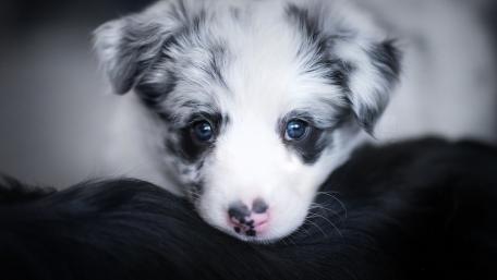Adorable Border Collie Puppy Wallpaper wallpaper