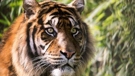 Majestic Tiger in Nature's Embrace wallpaper