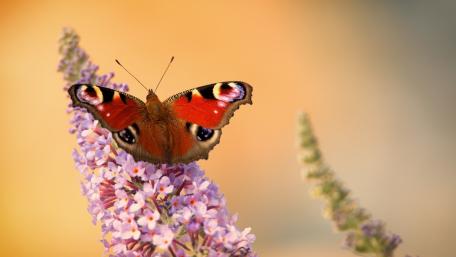 Vibrant Butterfly on Blossoming Flowers wallpaper
