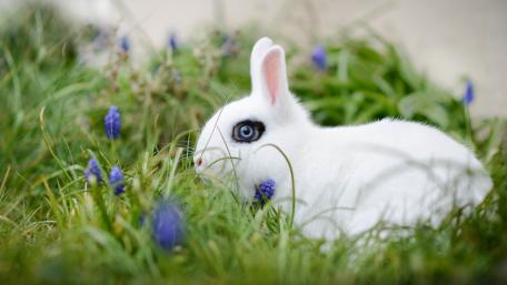 Charming White Rabbit in Spring Garden wallpaper