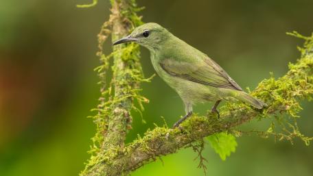 Vibrant Green Bird on a Branch wallpaper