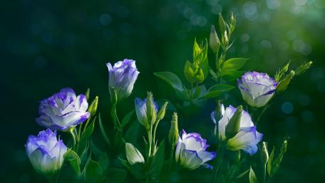 Elegant Eustoma Blooms in Soft Focus Brightness wallpaper